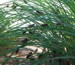 M. septendecim in bushes