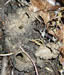 Magicicada mud holes
