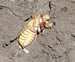 Magicicada nymph Brood XIII