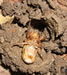 Brood XIII Emergence
