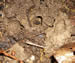 Mud Chimneys