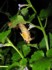Brood XIV Early Emergence