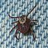 Dog tick.