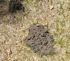 Strange mounds