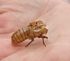 First Magicicada exuvia found!