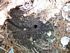 Cicada hole and channel