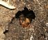 Cicada nymph in burrow