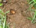 Periodical Cicadas on Long Island