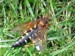 Cicada Killer Long Island, NY