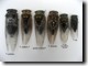 Kansas Cicadas
