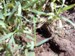 Cicada killer wasp burrow.
