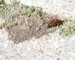 Female cicada killer