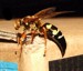 Cicada Killer