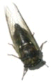 Tibicen lyricen