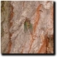 Click To Enlarge