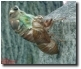Tibicen Lyricen Molting on a Head Stone. Click for Larger Picture.