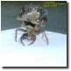 Another view of same T. canicularis. Click to enlarge.