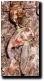 Tibicen canicularis attached to nymphal shell via its hind wing. Click to enlarge.
