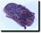 A Tibicen canicularis nymph playing dead. Click for bigger picture.