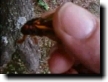 Click To Play Movie
