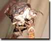 Tibicen canicularis feeding upright with forlegs in mid-air. Click to Enlarge.