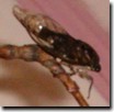 Tibicen canicularis feeding upright with forlegs in mid-air. Click to Enlarge.