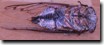 The same Tibicen canicularis playing dead as an adult. Click to enlarge.