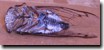 The same Cicada playing dead on day 3. Click to Enlarge