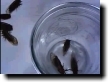 Click To Play Movie