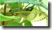 Click To Enlarge