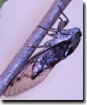 A Female Tibicen canicularis feeding. Click to Enlarge.