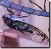 Feeding Tibicen lyricen cicada. Click to Enlarge.