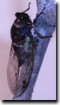 A Tibicen lyricen Cicada feeding with front forelegs extended. Click to enlarge.