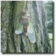 Deformed Tibicen lyricen cicada on a diseased ash tree. Click to enlarge.