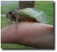 Male T. lyricen with torn off left front foreleg.