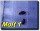 Click To Play Movie