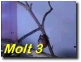 Click To Play Movie