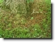Click To Enlarge