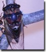 A Tibicen lyricen cicada with 2 of the three ocelli reflecting light. Click to Enlarge.