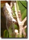 Click To Enlarge