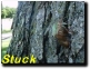 Tibicen canicularis almost successful molt but not quite. Click to play movie.
