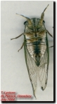 Click To Enlarge