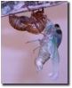 Tibice lyricen 12:09am wings still growing. Click to Enlarge.