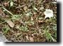 Magicicada exuvia and dead bodies. Click to enlarge.
