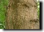 Magicicada exuvia high up in a maple tree. Click to enlarge.