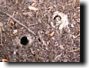 Magicicada emergence hole with muc turret. Click to enlarge.