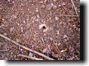 Magicicada emergence holes with mud turret. Click to enlarge.