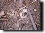 Magicicada emergence holes with mud turret. Click to enlarge.