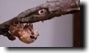 Magicicada cassini molting. The head emerges. Click to enlarge.