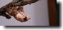 A Molting Magicicada cassini wriggles free from it's exuvium.  Click to enlarge.